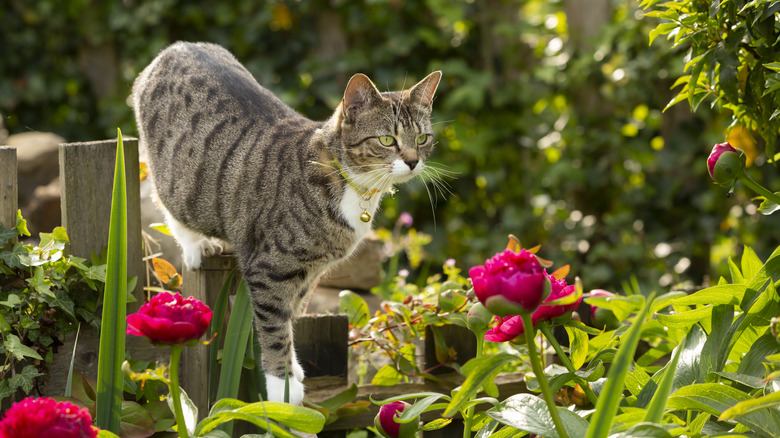 Cat standing on garden fence