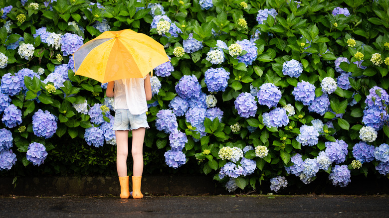 girl with umbrella in rain checking on drooping hydrangeas