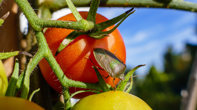 stink bug resting on tomatoes