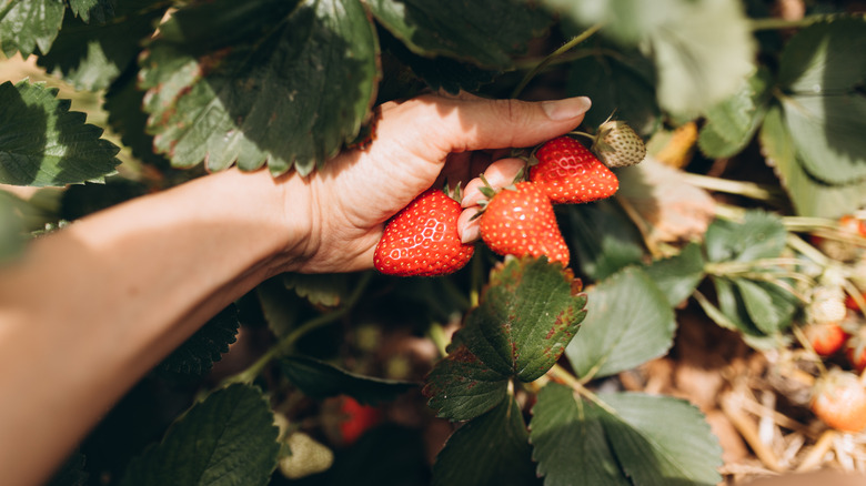 hand holds strawberries growing on the plant