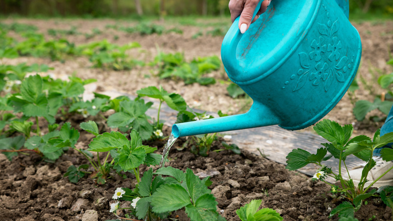 watering can pours water onto strawberry plants