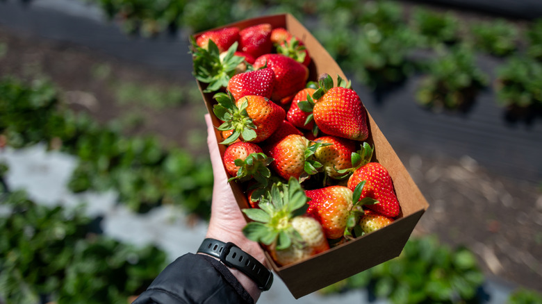 gardener holds a container of strawberries