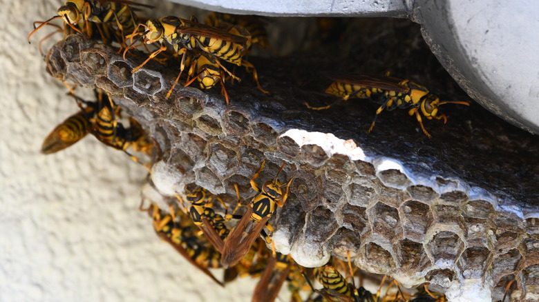 Yellowjackets swarming around a large hive