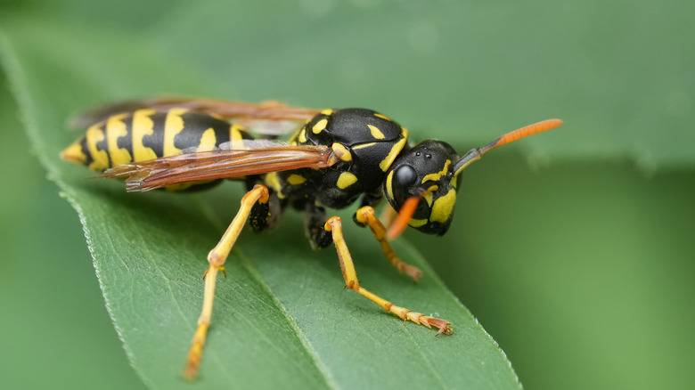 A yellowjacket resting on a leaf