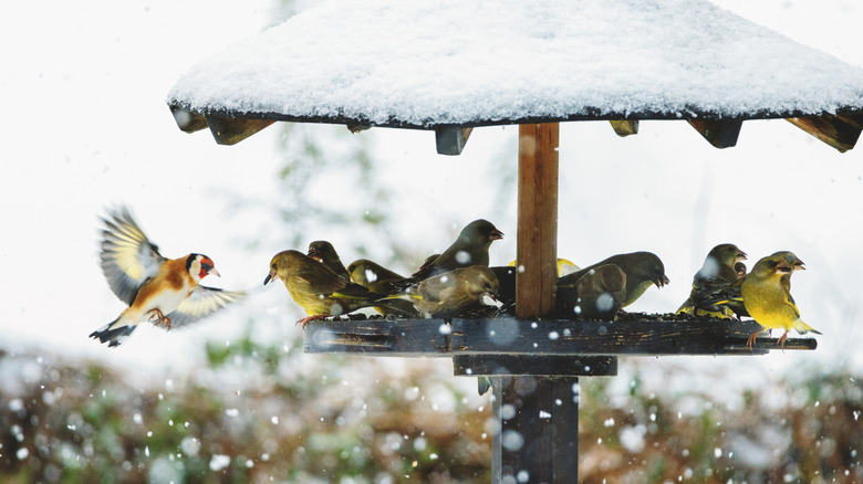 Birds flock to a feeder on a snowy day