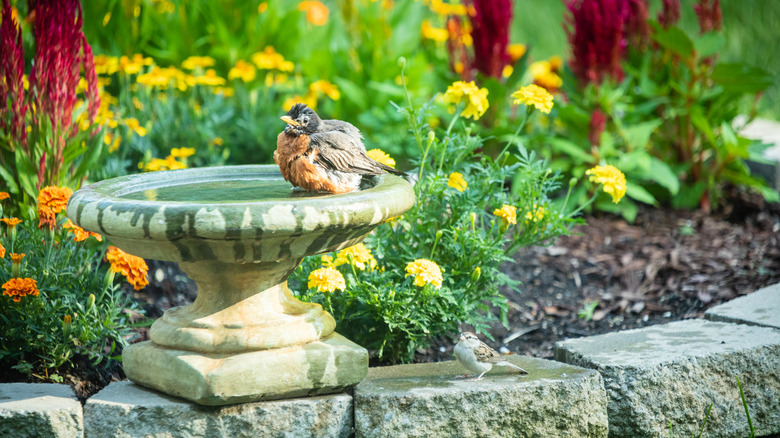 Group of birds bathing in a birdbath