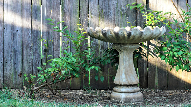 Partially shaded birdbath