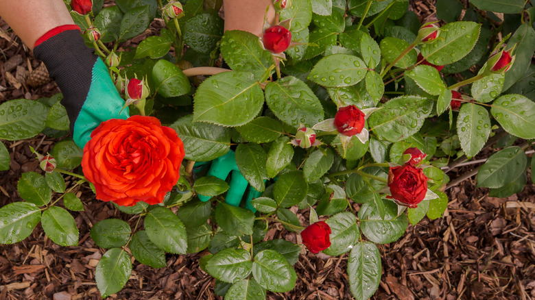 gardener working with roses in bed of mulch