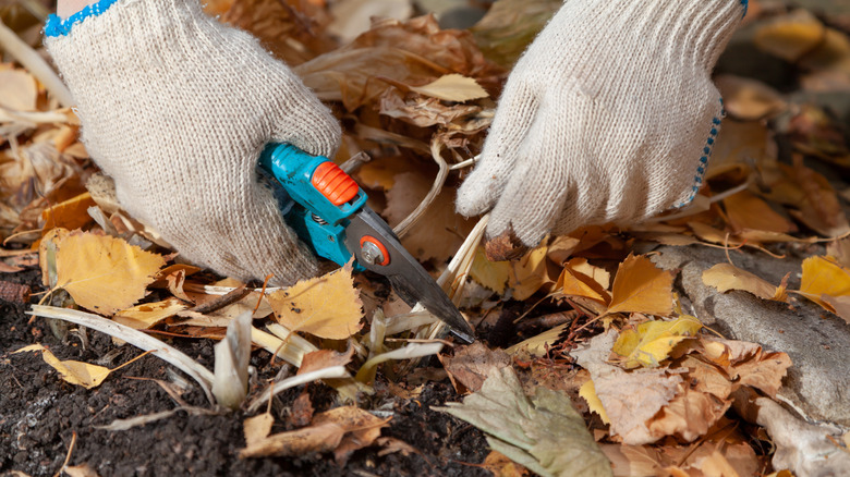 Trimming hostas for winter