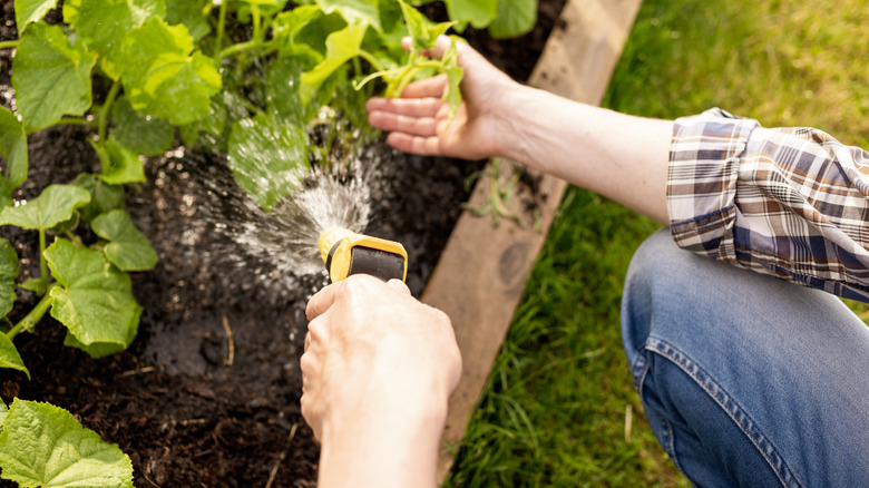 Man hosing off plants in the garden