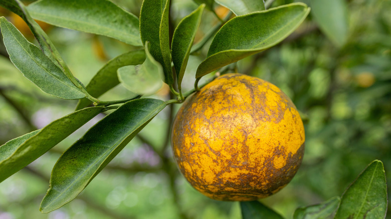 Orange with thrips damage