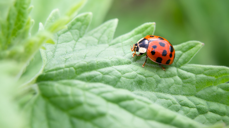 Ladybug on a catmint leaf