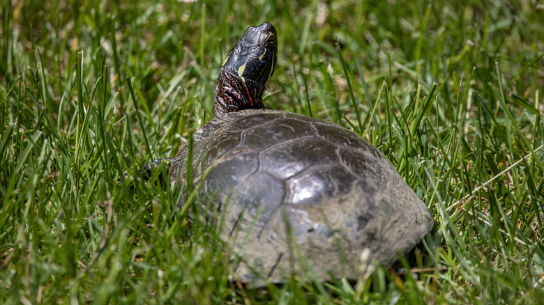 A turtle on grass looks around