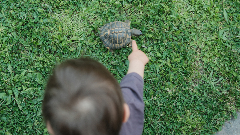 child points at a turtle on the grass