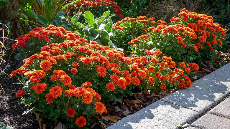 mums blooming in an autumn garden