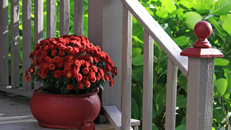 a pot of crimson-colored mums on a porch