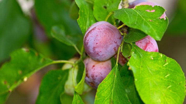 purple plums on a tree with green leaves.