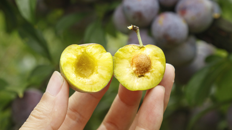 a person holding a plum, cut in half, pit showing