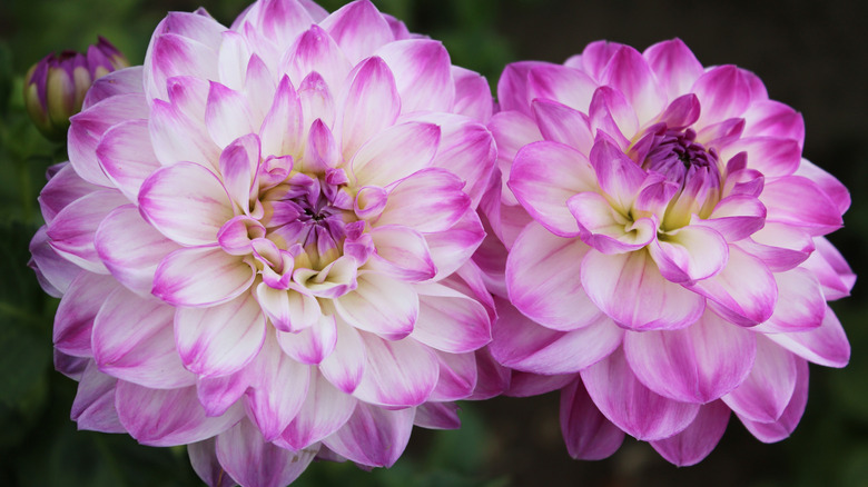 Dahlia blooms close up