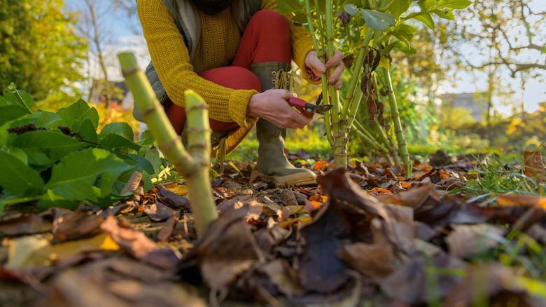 cutting back dahlias