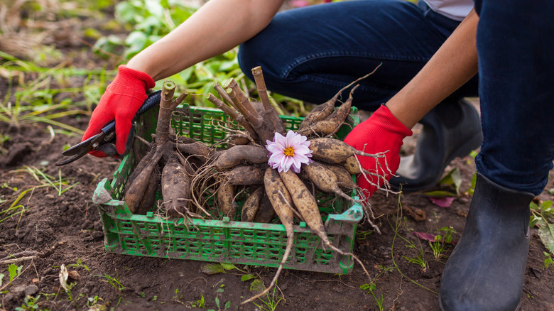 Digging up dahlia tubers for winter storage