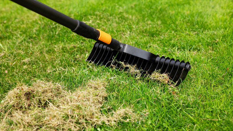 Dethatching a lawn
