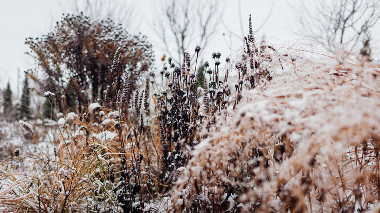 Ornamental grasses and dormant perennials covered in snow