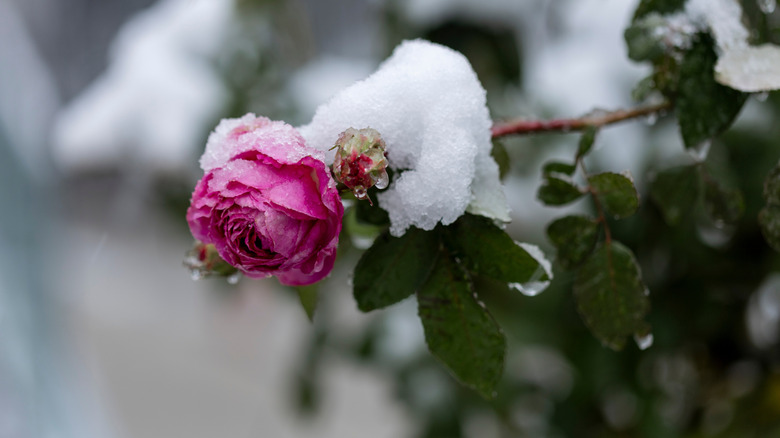 a pink rose extends out and is covered in snow