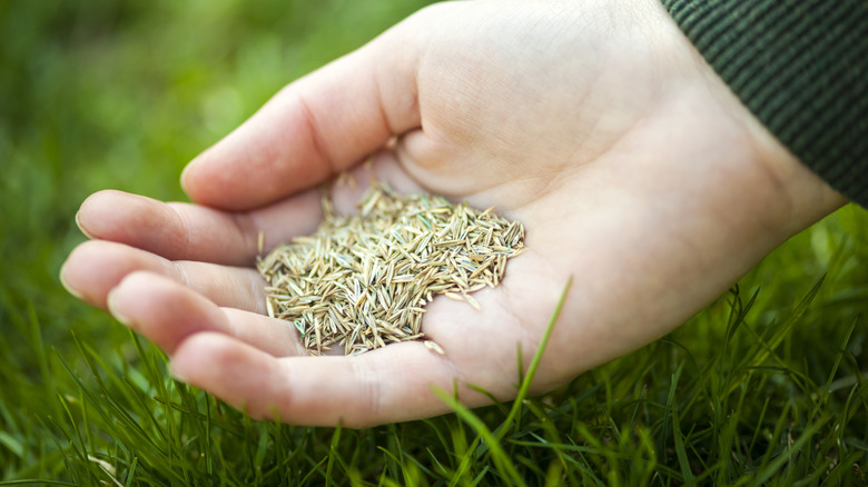 Hand full of grass seed for overseeding