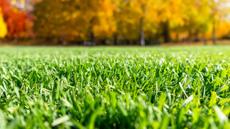 Close-up of green grass with fall trees in the background