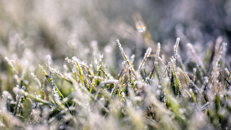 Close-up of grass with frost