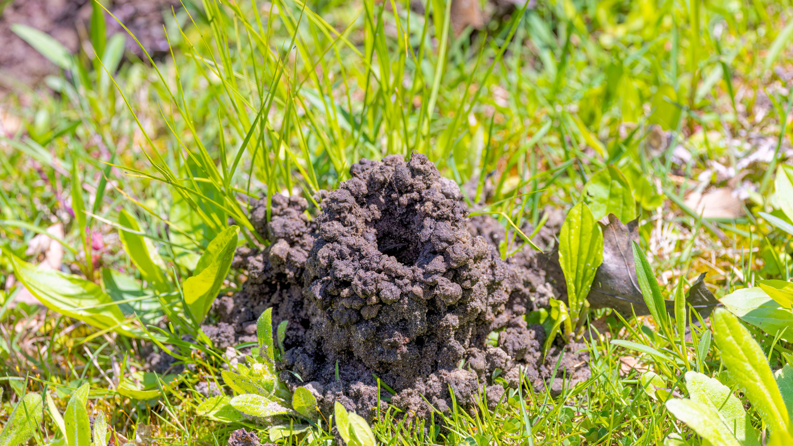 How To Get Rid Of Crawfish Holes In Yard