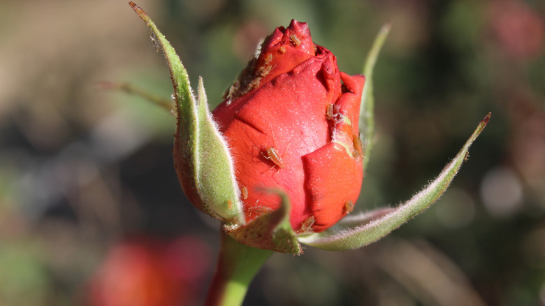 Rose aphids on a rose bud about to bloom