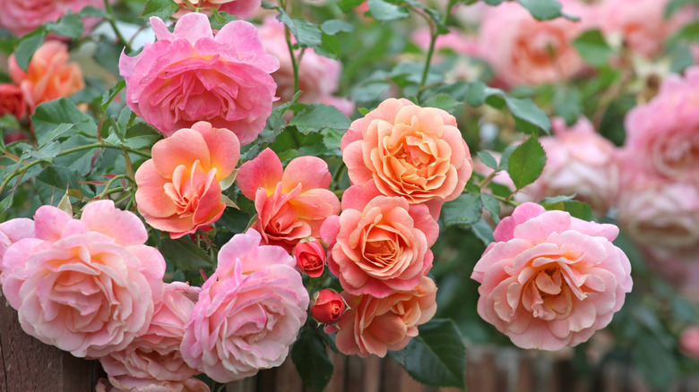 Bright pink roses in full bloom