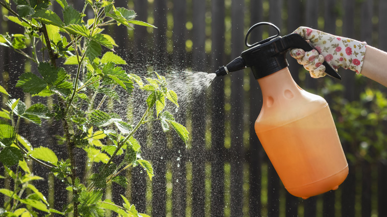 A gardener sprays plants with a liquid solution