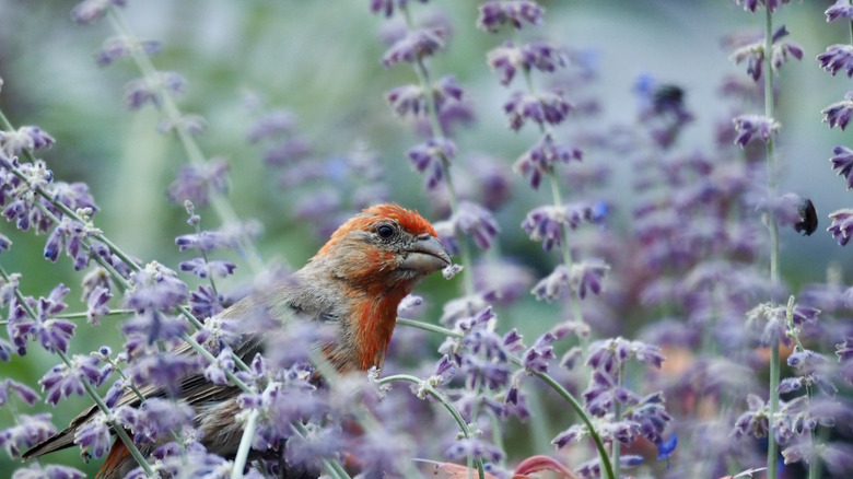 House finch eating sage