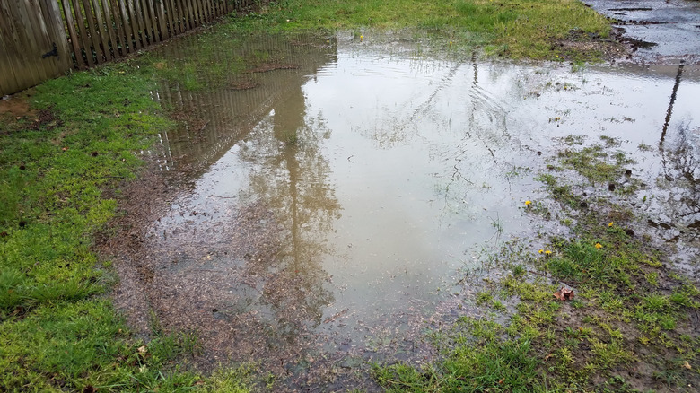 Flooded yard