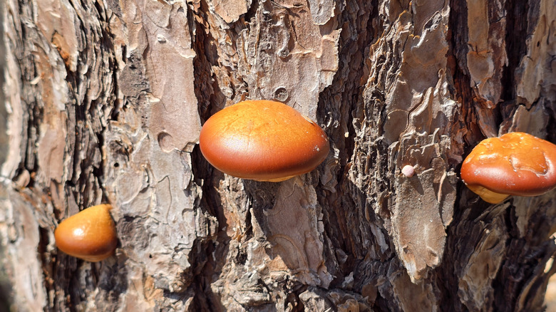 Mushrooms growing on tree