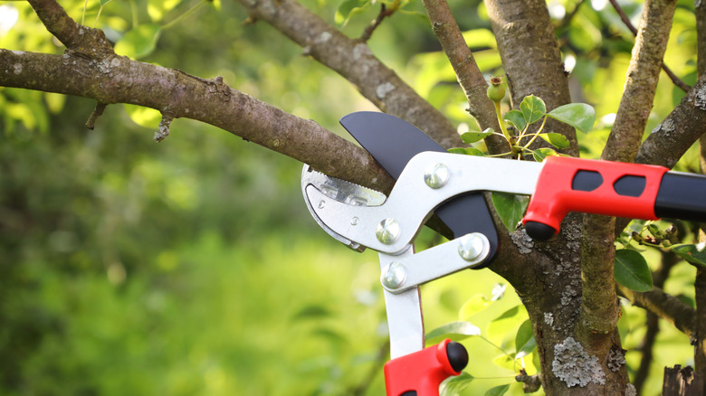 Pruning tree limbs