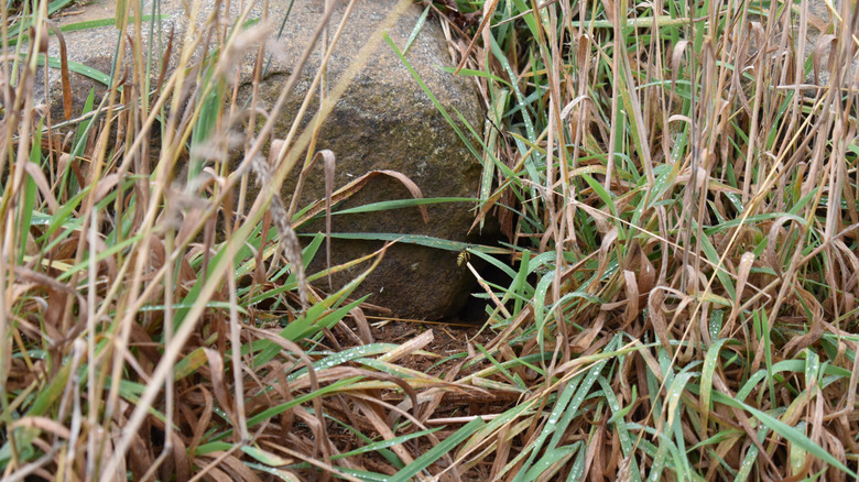 Wasp nest in ground