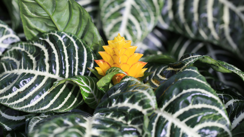Zebra plant sprouting flower
