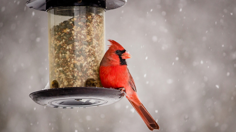 Cardinal on bird feeder in snow