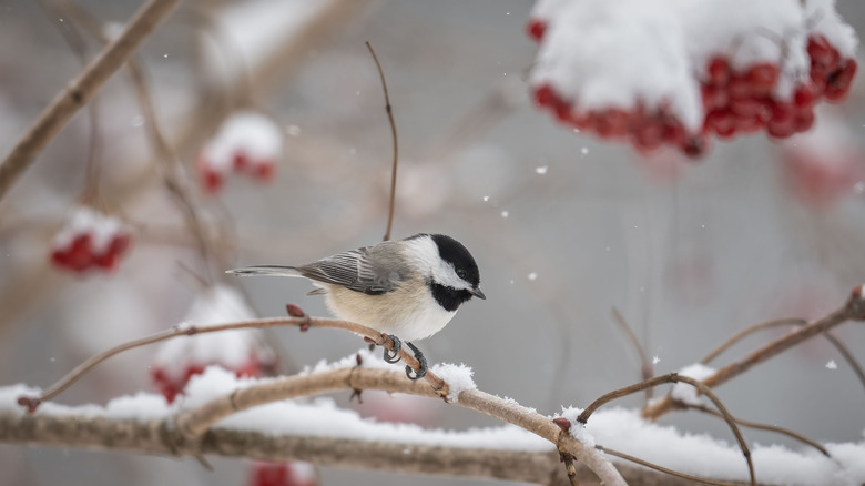 Bird sitting on branch with frozen berries