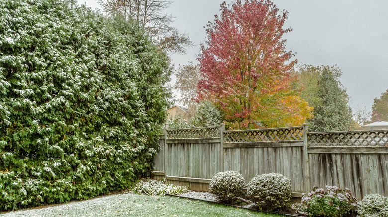 Frost on grass and trees in backyard