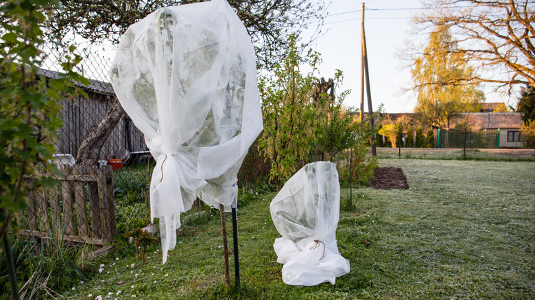 Trees covered to protect against frost