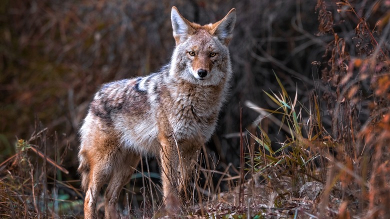 Wild coyote looking at camera