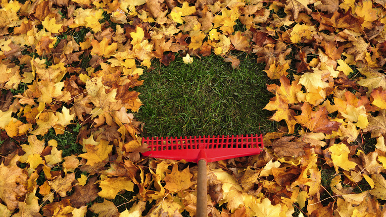 raking fall leaves from lawn