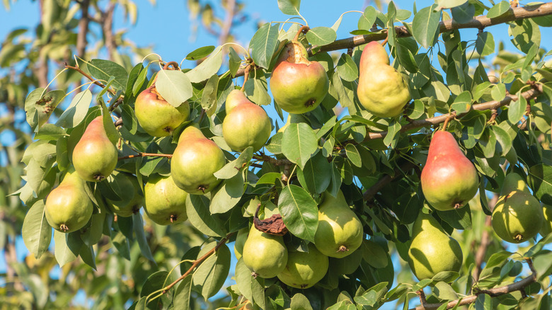 pears on a a tree