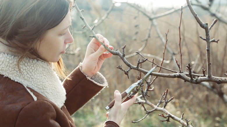 woman pruning fruit tree in the winter