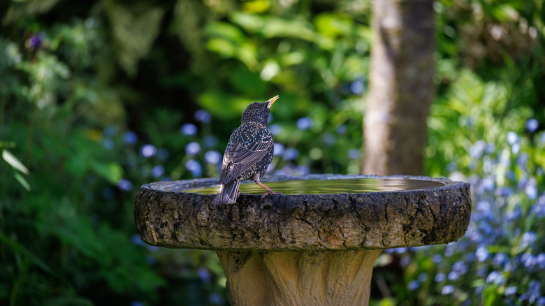 Bird perched at a birdbath